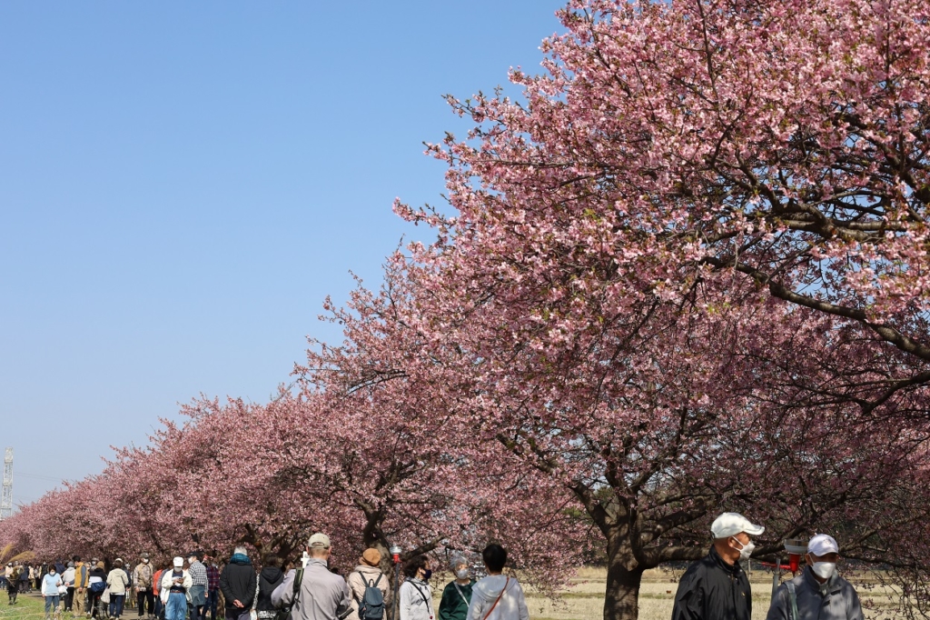 八千代新川千本桜まつり２０２４